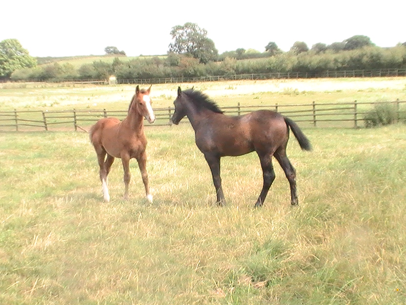 Arturo 10 - Homebred Colt Foal                                                                      